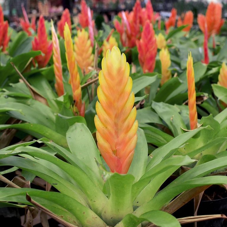 Flaming Sword Houseplant - Vriesea Flaming Sword Info And Care ...