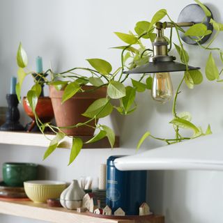 Potted climbing houseplants on kitchen shelving