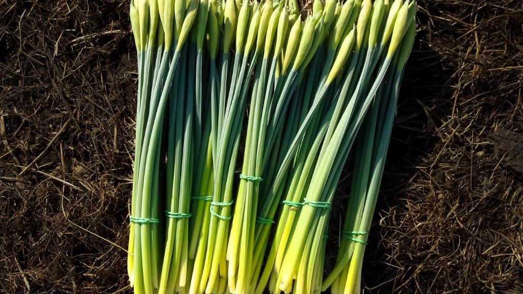 Daffodil buds wrapped in rubber bands