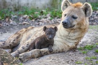 A spotted hyena mother with her cub.