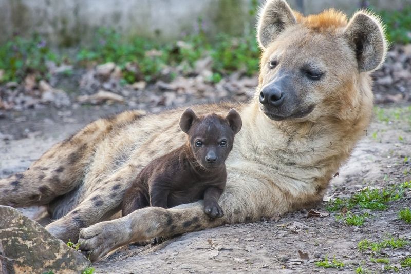 A spotted hyena mother with her cub.