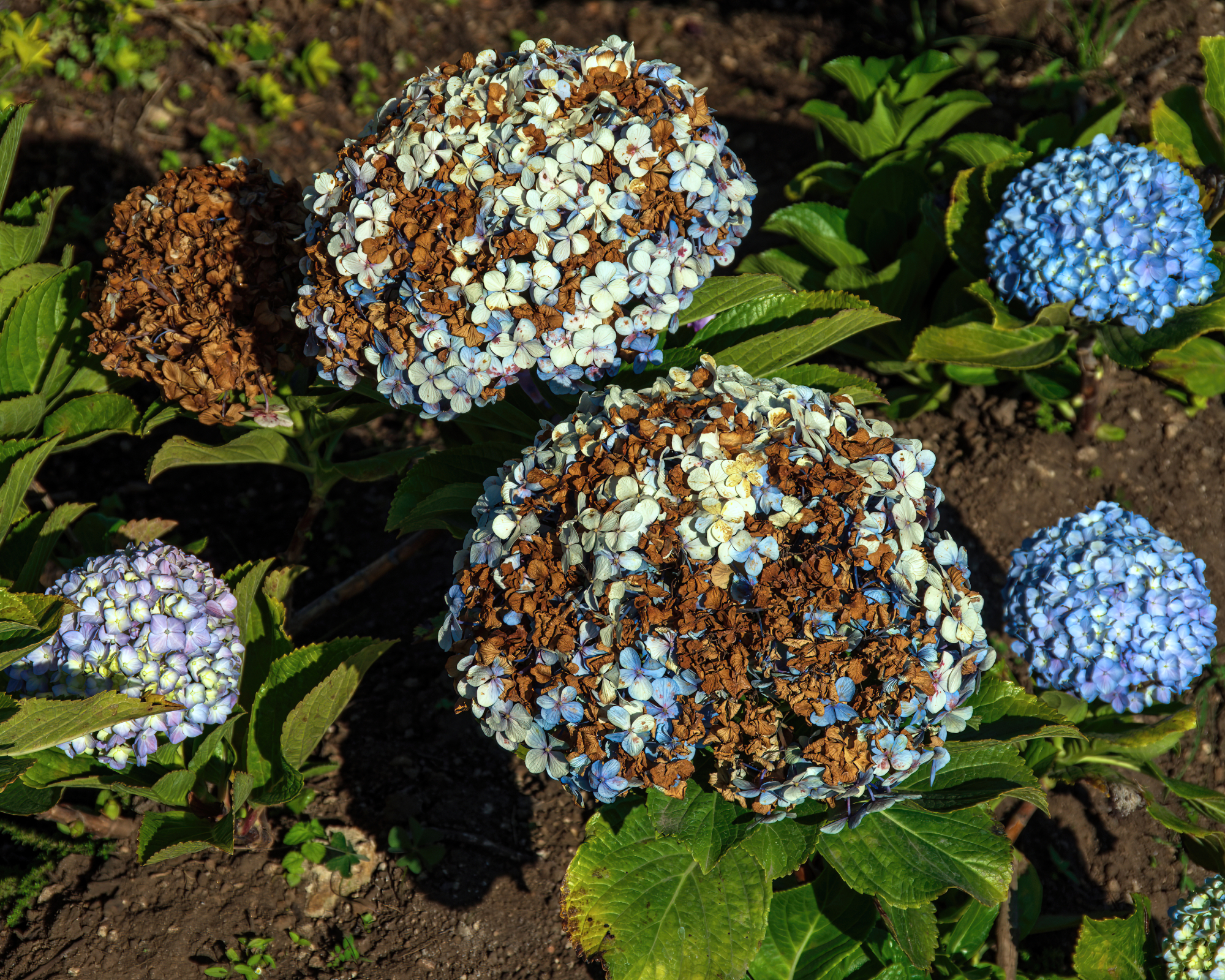 scorched hydrangea flowers