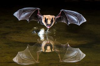 Bats animal farts