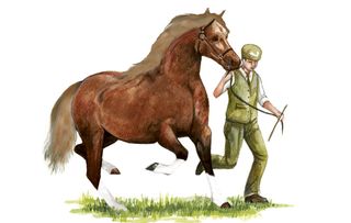 Native horse breeds of Britain