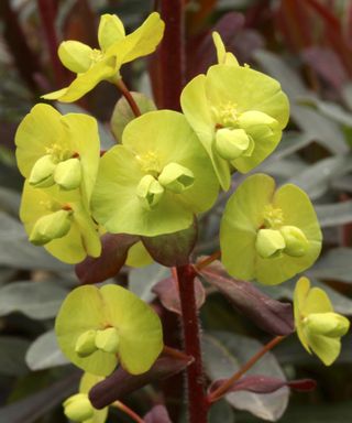 Euphorbia amygdaloides ‘Purpurea’ in bloom