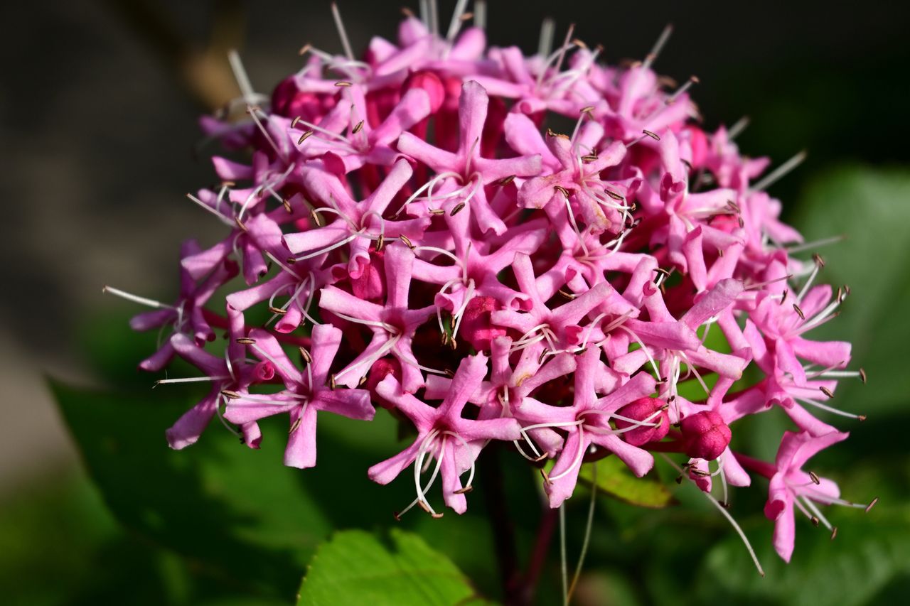 Nikon Z 30 sample image