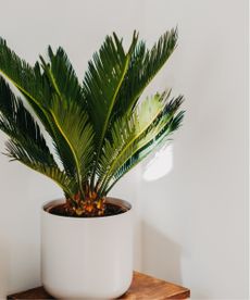 Sago palm