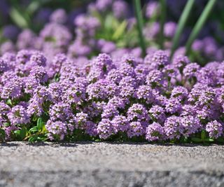 flowering creeping thyme with purple blooms