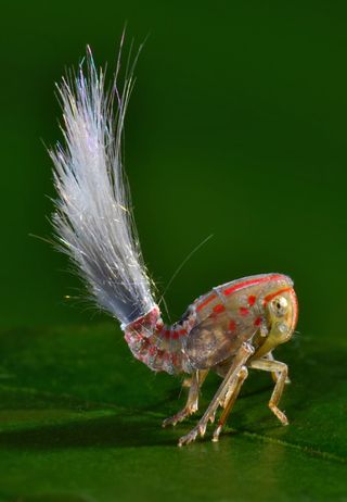 Juvenile Planthopper