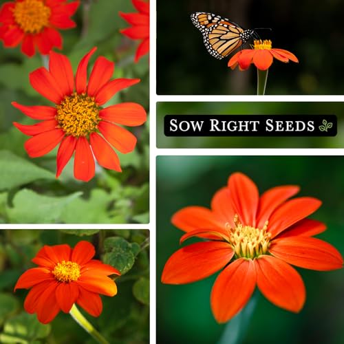 Sow Right Seeds - Mexican Sunflower Seed for Planting Tithonia Sun Flowers