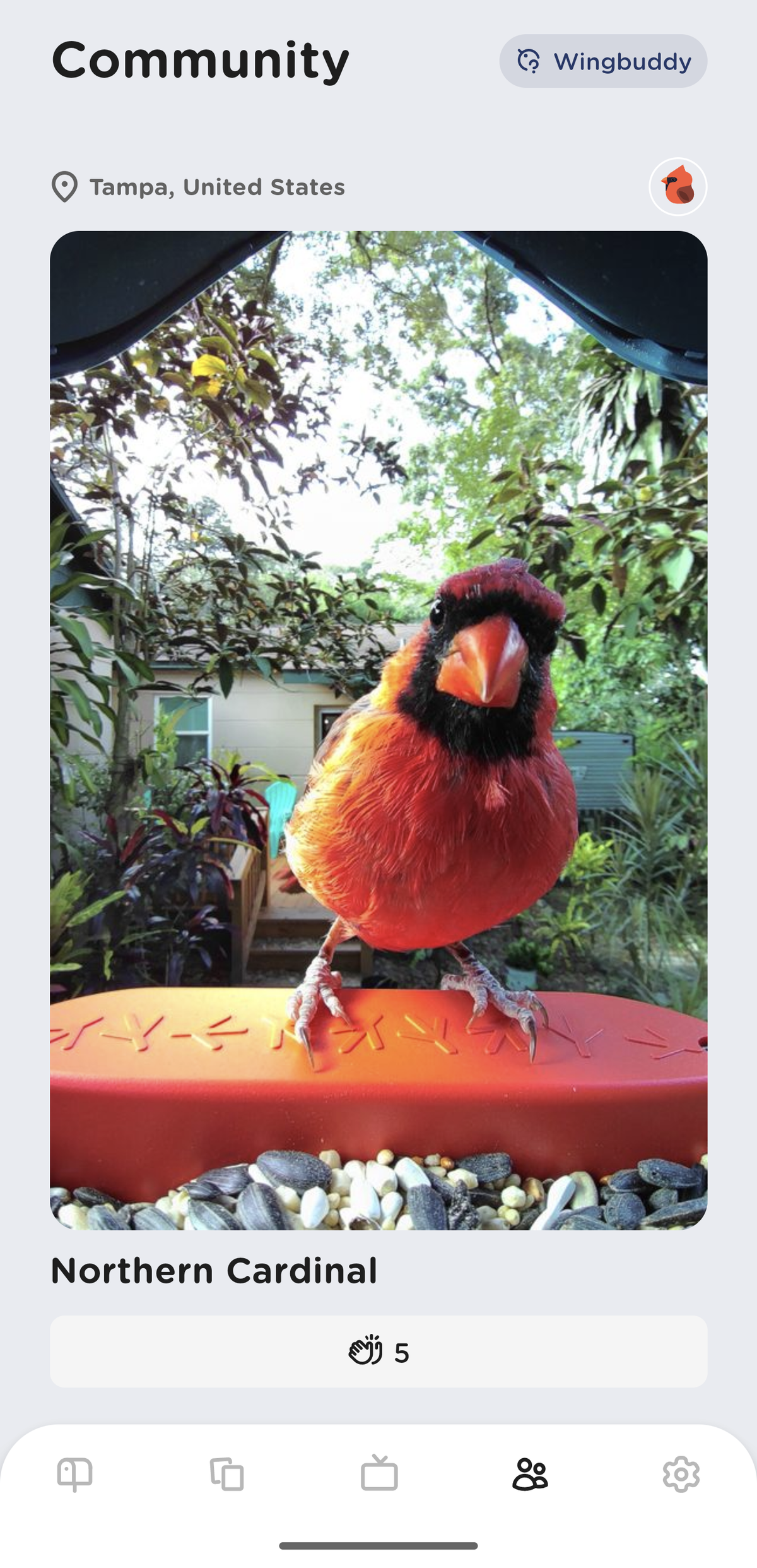 Birdbuddy smart feeder pictures of birds