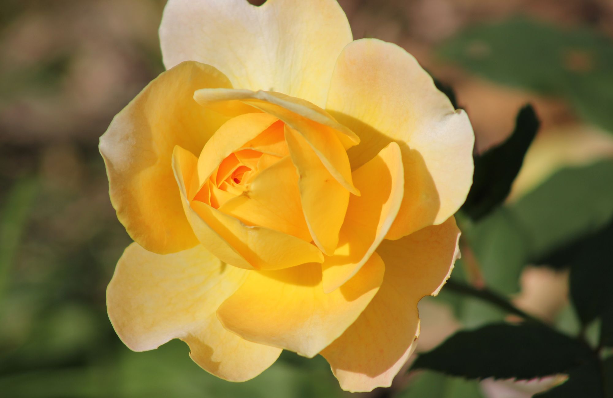 Close-up of a vibrant yellow rose in full bloom, showcasing its delicate petals and natural beauty