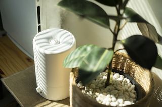 Humidifier next to a plant pot