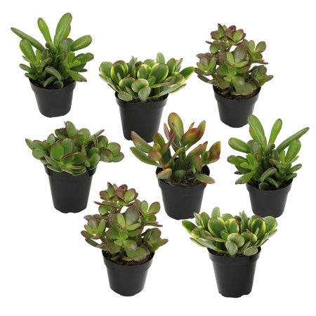 Altman Plants Classic Jade Succulents (8-Pack), Easy House Plants in 2.5 In. Grower Pots