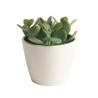 Costa Farms Jade Succulent from Walmart