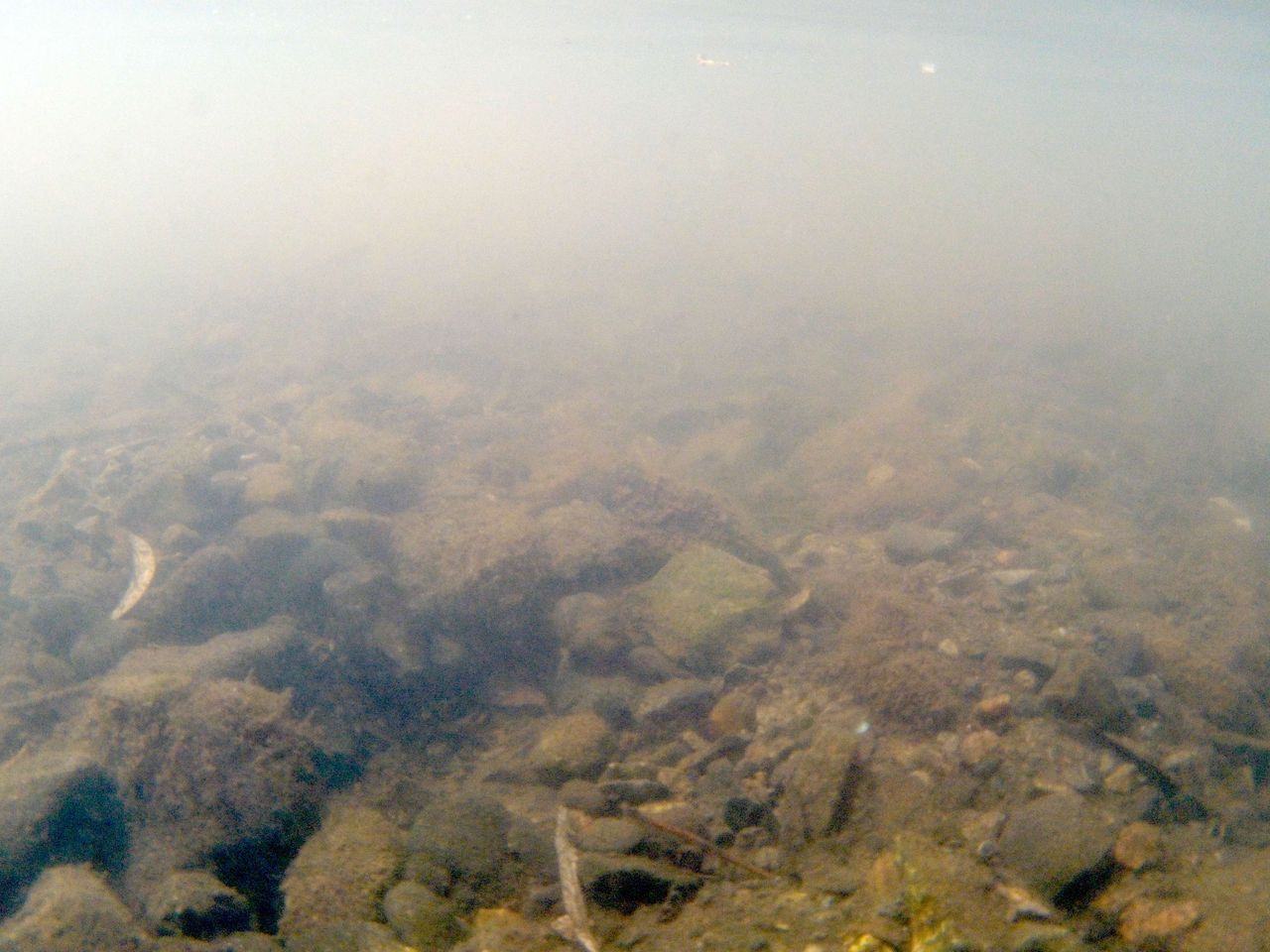 Murky underwater photo taken with the SeaLife ReefMaster RM-4K
