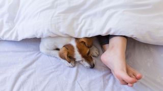 A dog and a pair of feet sticking out from under a duvet