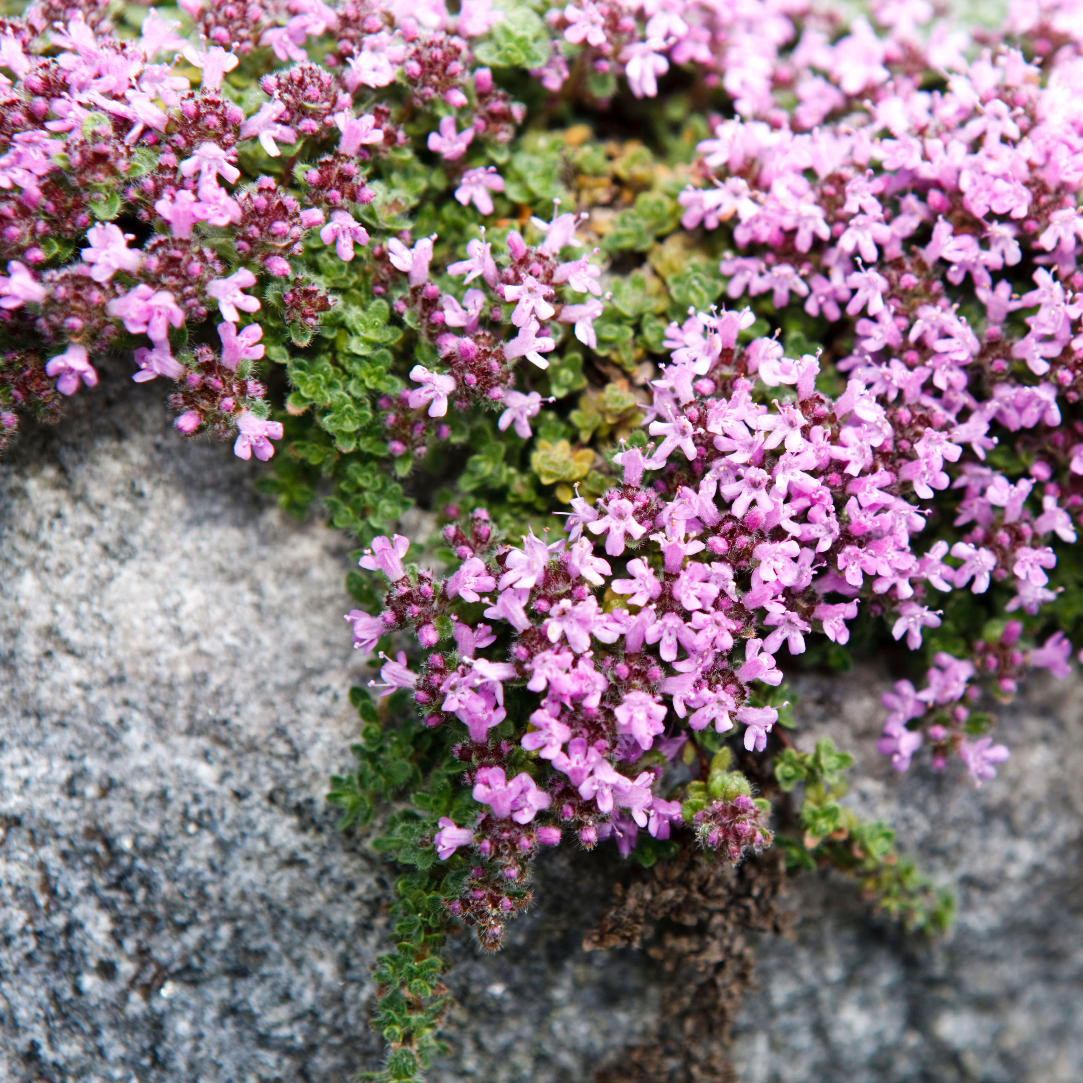 woolly thyme plants with purple flowers on stone slabs