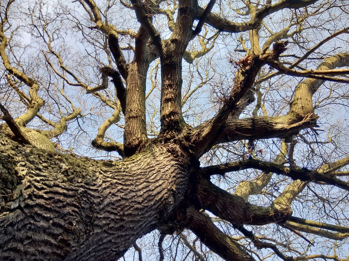 Sharpness isn&rsquo;t perfect and color lacks energy, but it&rsquo;s not bad for a cheap phone. Image credit: TechRadar