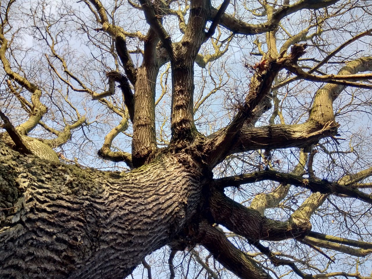 Sharpness isn&rsquo;t perfect and color lacks energy, but it&rsquo;s not bad for a cheap phone. Image credit: TechRadar