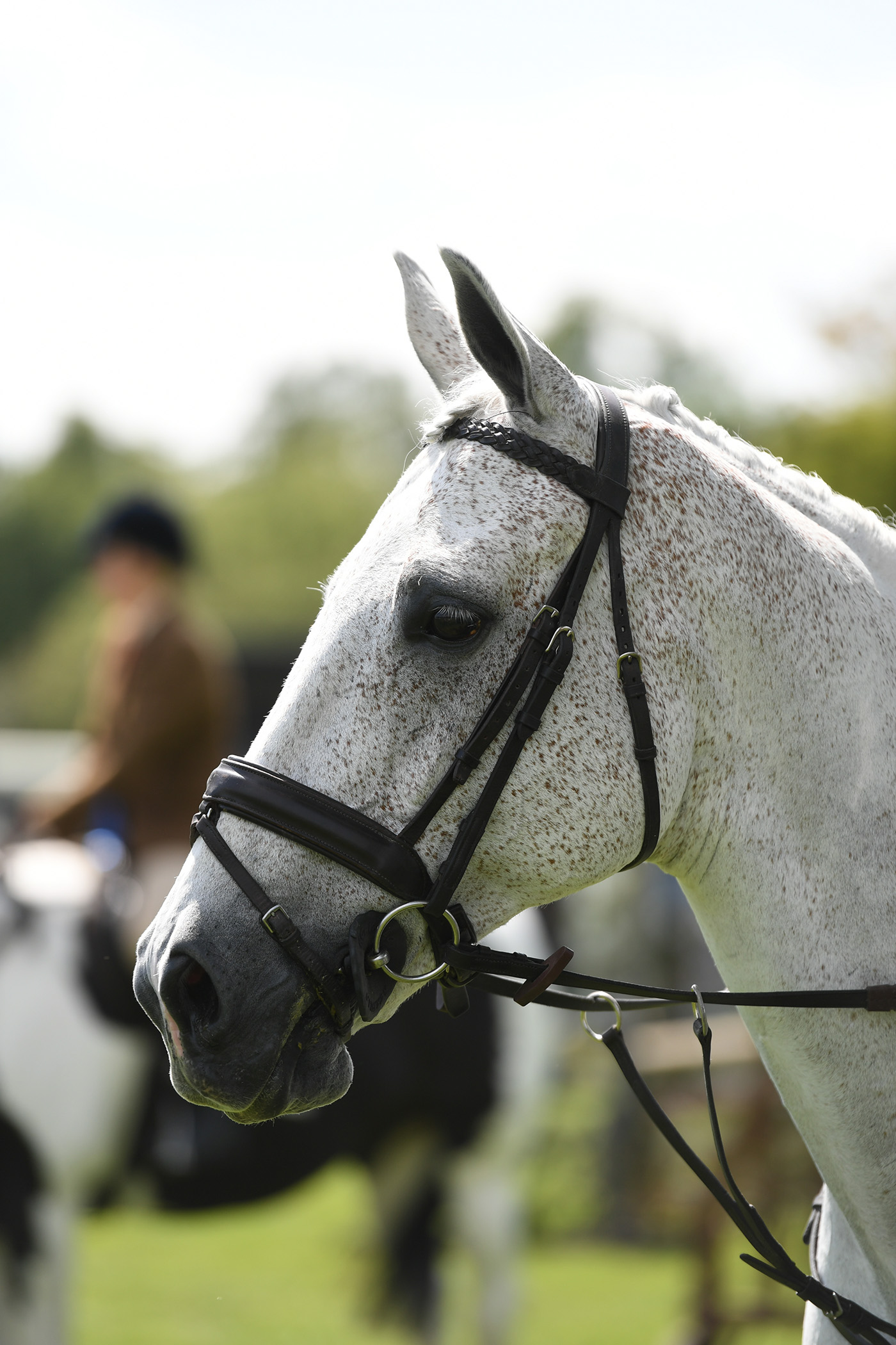 Suffolk Show 30 05 19