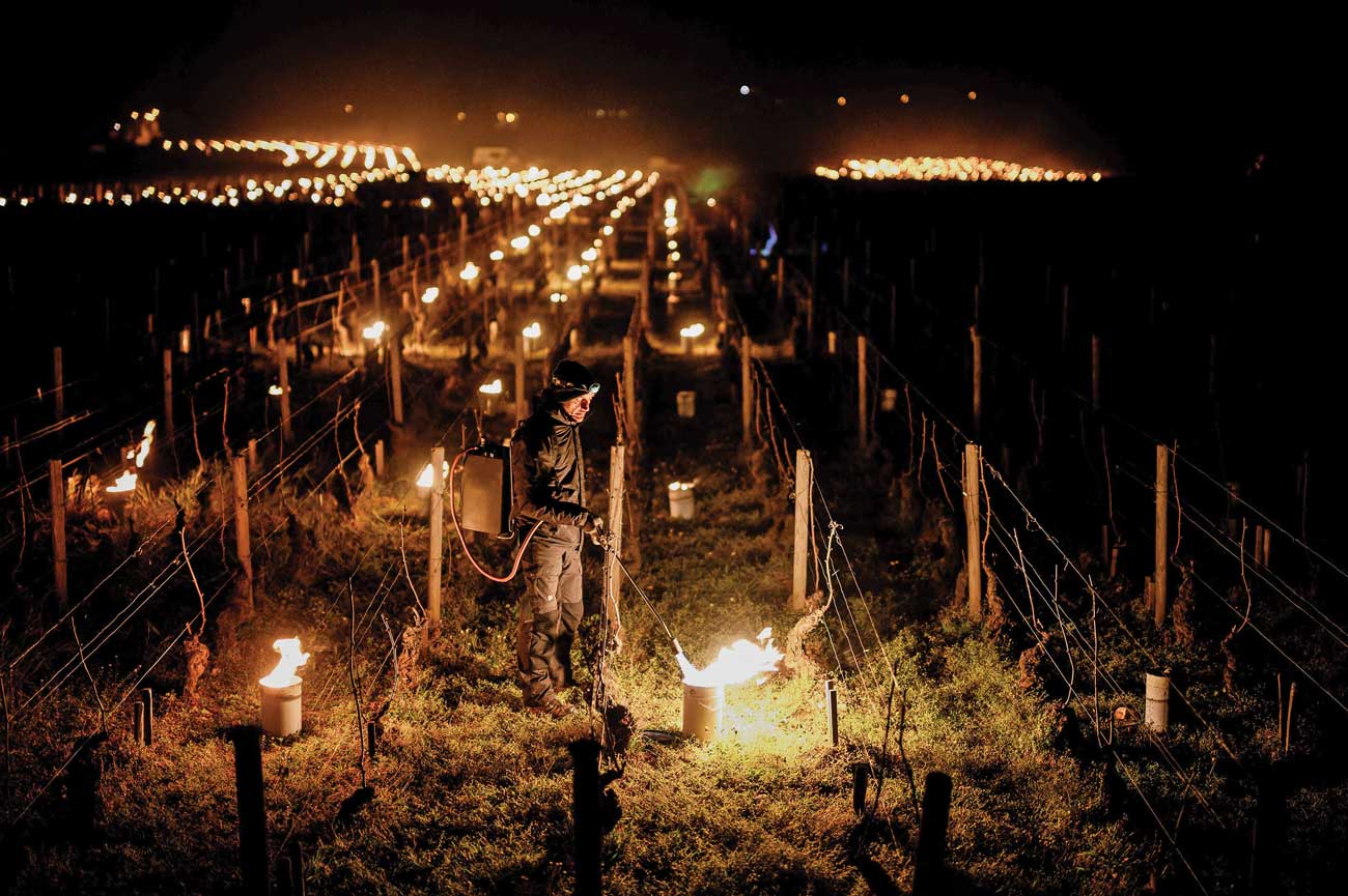 Large candles being lit in vineyards to combat frost