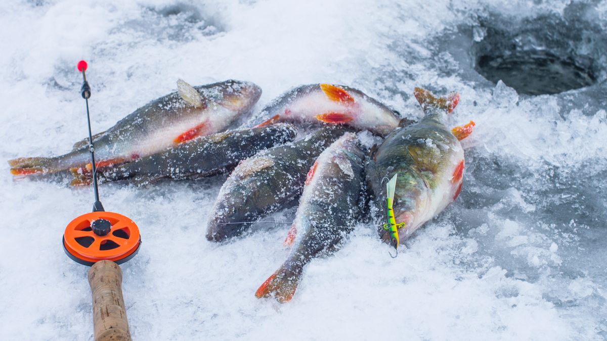 How to go ice fishing a beginner's guide Advnture