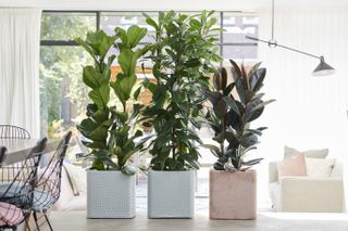 Tall houseplants in a modern home