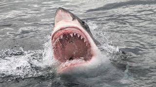 a large great white shark breaking the surface of the water with a huge mouth open and teeth showing