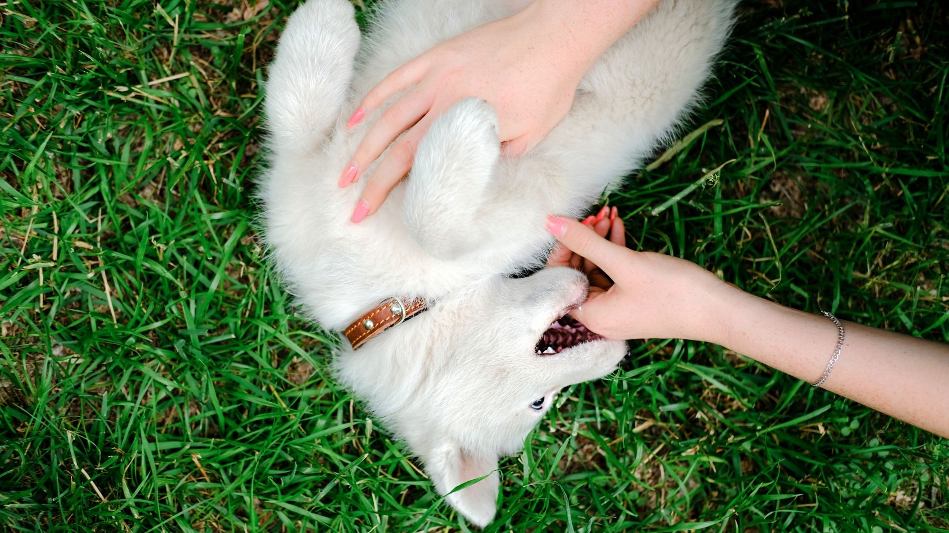 Want to get your puppy to stop biting? Try this trainer’s genius