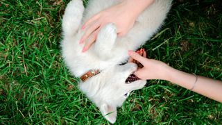 Puppy lying in grass mouthing hand of owner