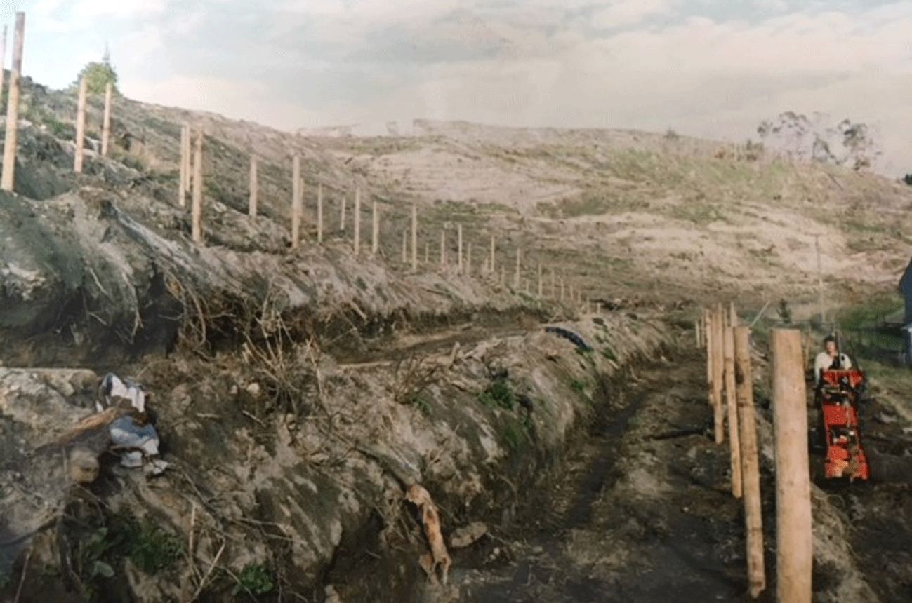 Replanting The Terraces in 1989