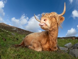 Highlands Cow by Tomasz Kowalski / British Photography Awards