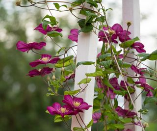 Pink clematis growing across a white fence