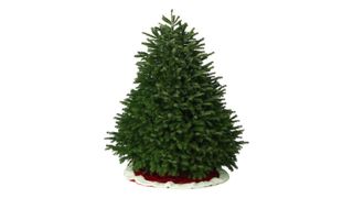 Real Nordmann Fir Christmas tree with red and white treeskirt