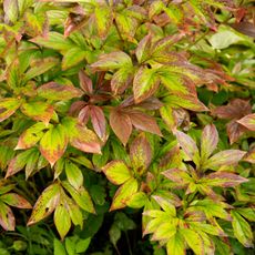 Peony diseases attacking plant leaves