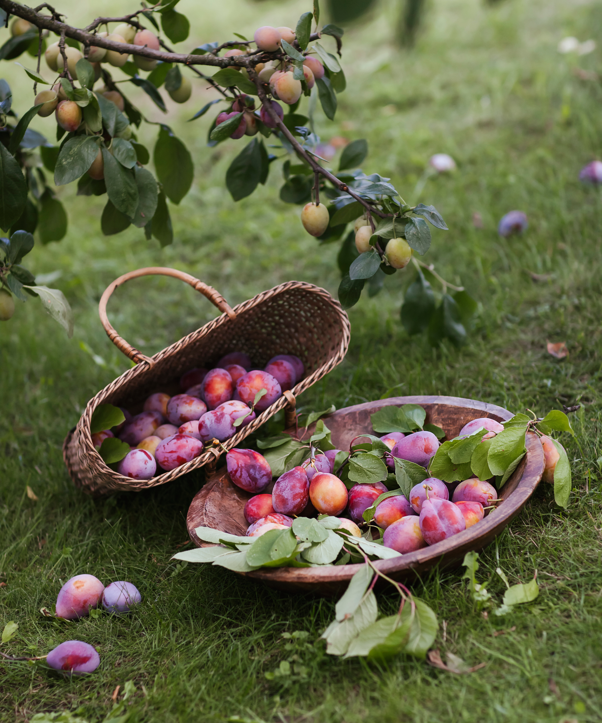 Plum harvest in baskets