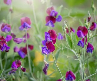 Sweetpeas