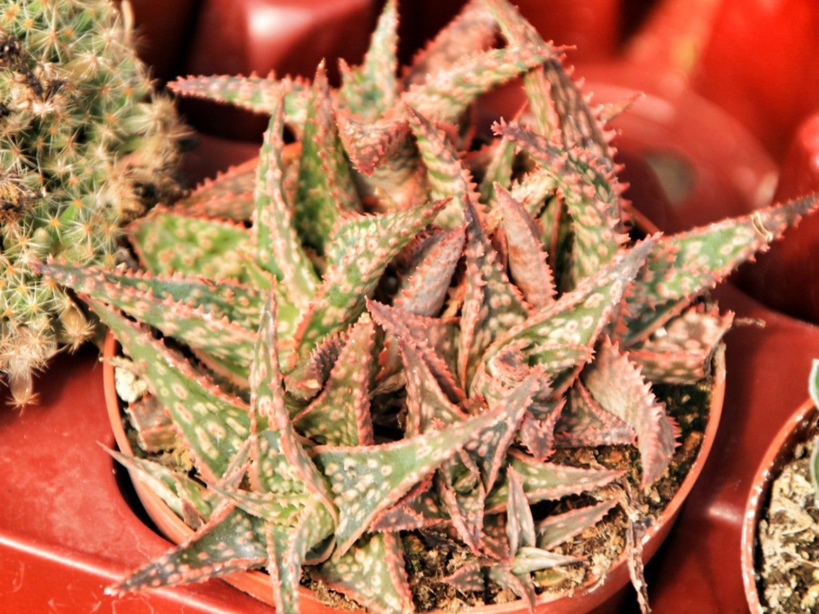 Houseplant For The Holidays - How To Care For Christmas Carol Aloe |  Gardening Know How
