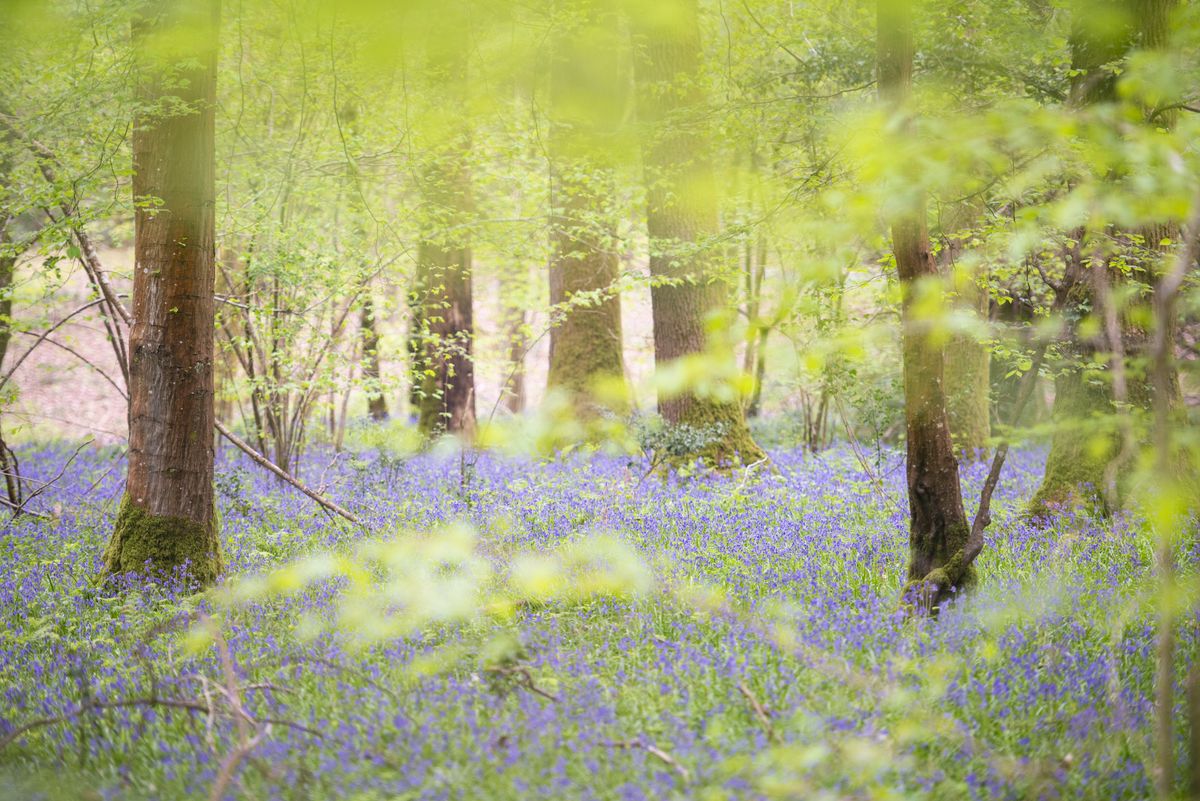Bluebell woodland scene