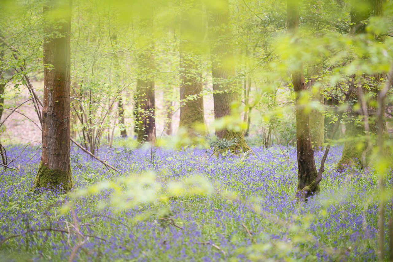 Bluebell woodland scene