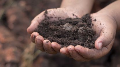 compost vs topsoil: soil in hands