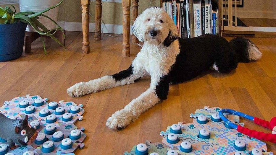 Dog lying on floor