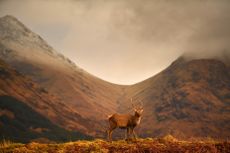 A Scottish red deer grazes in Glen Etive following the end of the rutting season in Glen Etive, Scotland.