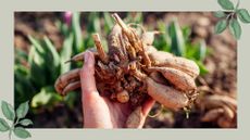 picture of large dahlia tuber being held to camera