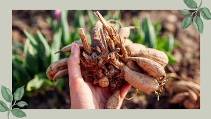  picture of large dahlia tuber being held to camera