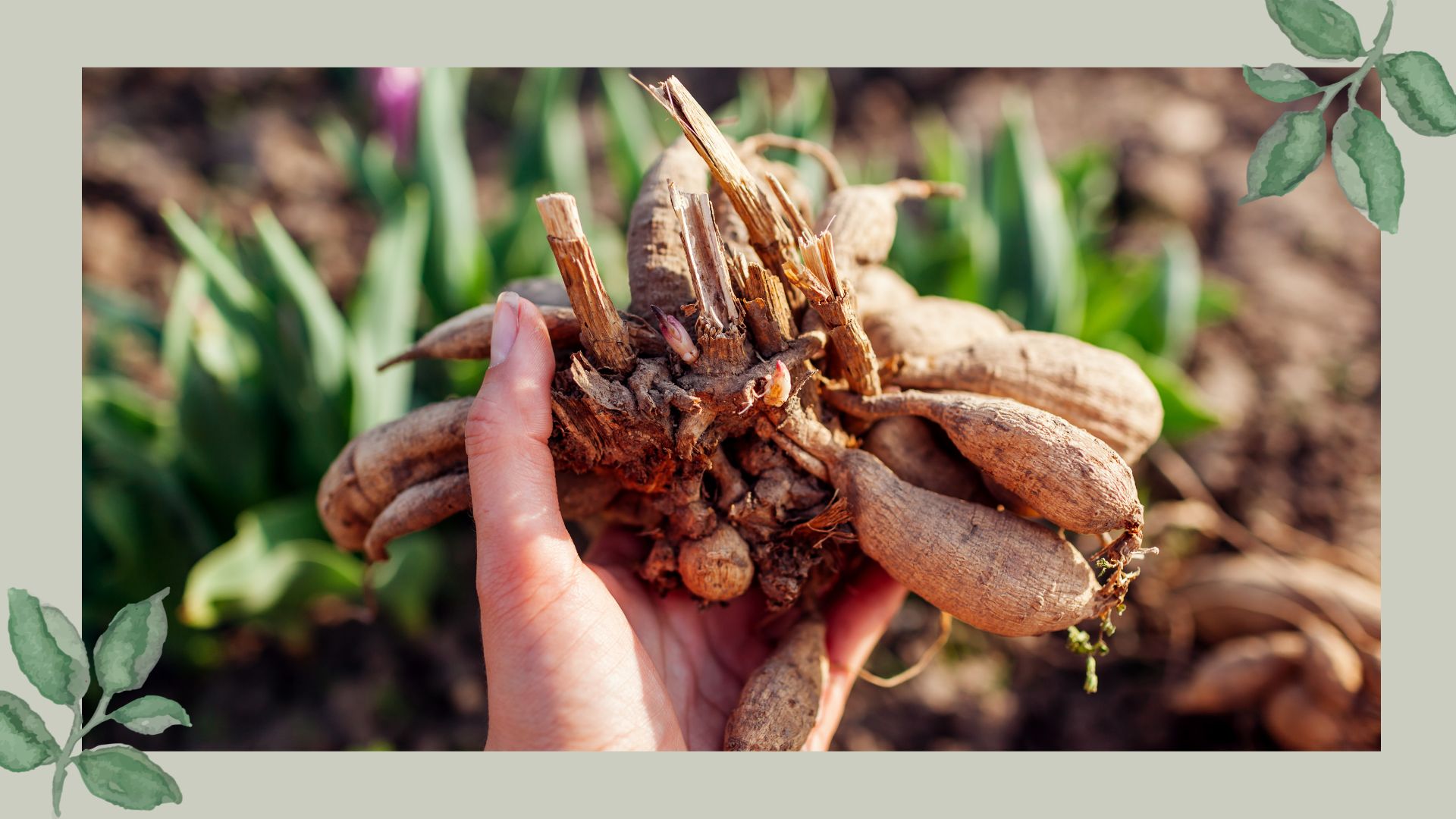  picture of large dahlia tuber being held to camera