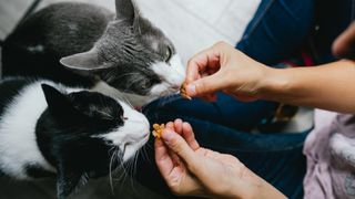 Two cats eating freeze-dried cat food