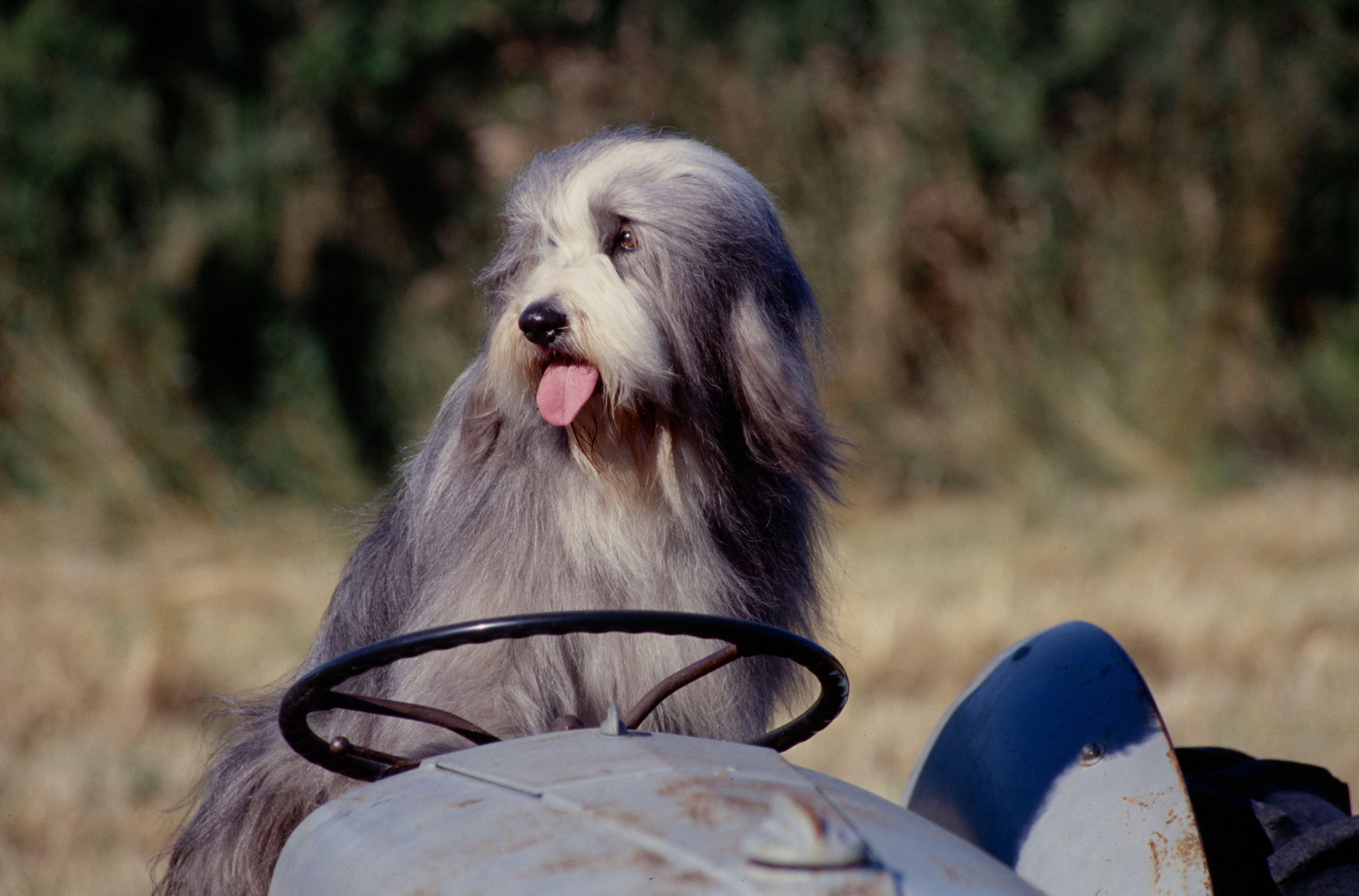 A grey-and-white bearded collie sitting behind the steering wheel of a tractor in a field.