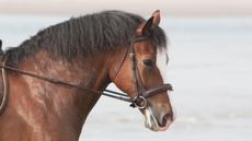 Horse being ridden in loose ring snaffle